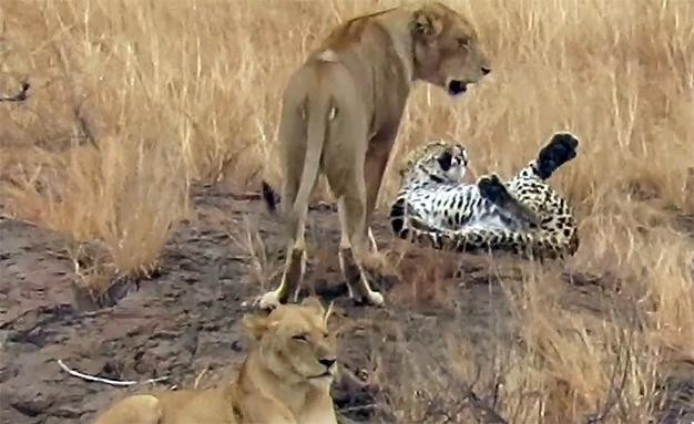Con báo ngửa cả người, phô bày những vị trí hiểm yếu của bản thân để thể hiện thành ý trước bầy sư tử.