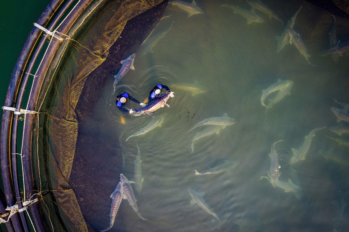 Dư luận bất ngờ bởi thông tin một doanh nghiệp trong nước sở hữu tổng đàn cá Beluga lên đến 40.000 con. Dư luận bất ngờ bởi thông tin một doanh nghiệp trong nước sở hữu tổng đàn cá Beluga lên đến 40.000 con.