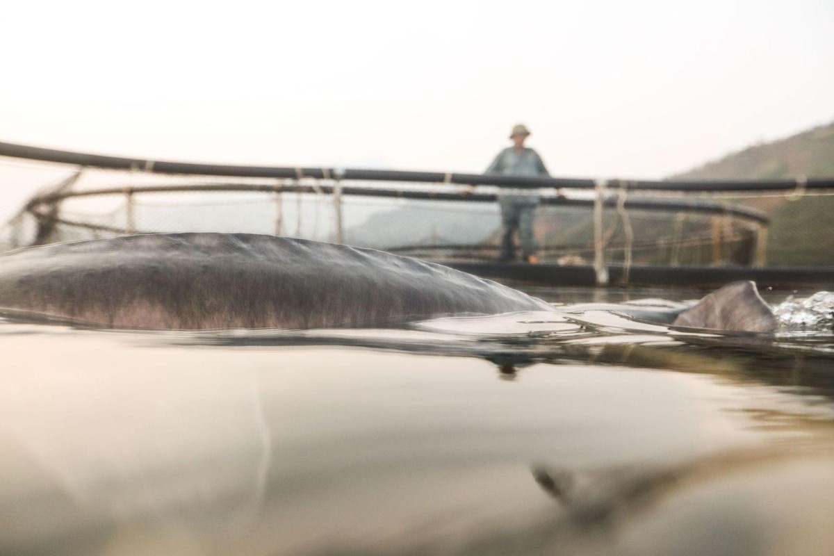 Cận cảnh cá tầm Beluga tại một trại cá ở Sơn La. Cận cảnh cá tầm Beluga tại một trại cá ở Sơn La.