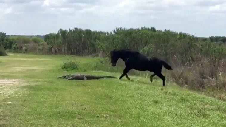 Cuộc sống làm gì vui bằng đi &quot;cà khịa&quot;.