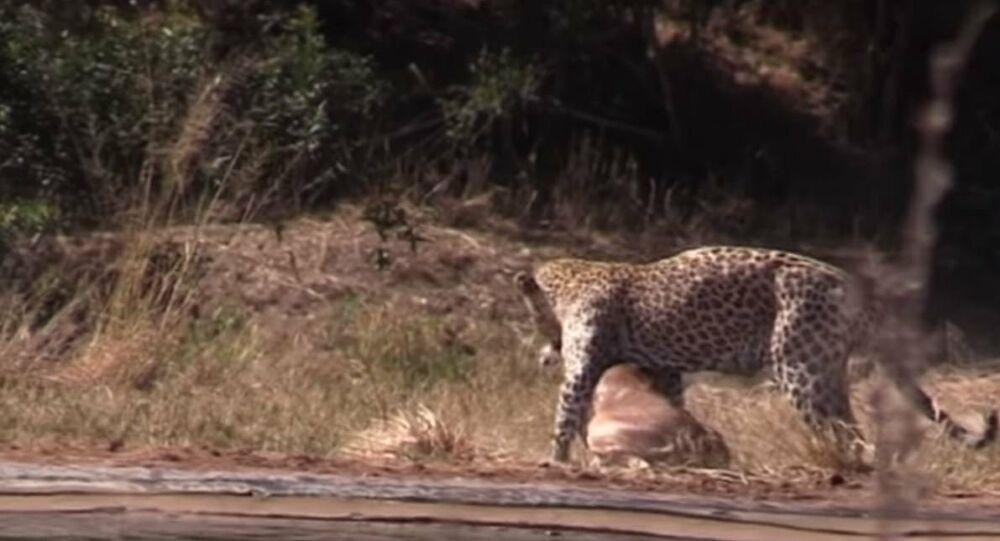 Sau nhiều giờ rình rập, cuối cùng con báo hoa mai đã bắt được một con linh dương impala.