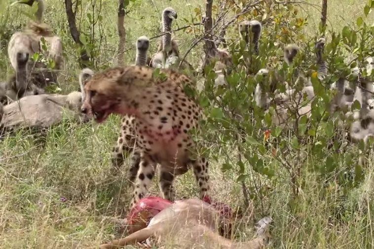 Con báo không thể ăn ngon miệng khi xung quanh bị bao vây bởi lũ kền kền.