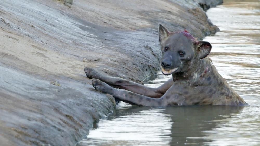 Con linh cẩu bị tấn công lúc này đã thoi thóp, không còn sức chống đỡ. Con linh cẩu bị tấn công lúc này đã thoi thóp, không còn sức chống đỡ.