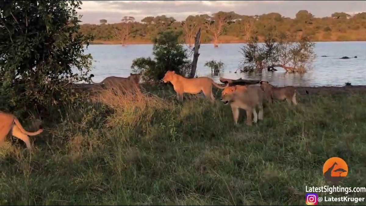 Bữa ăn còn xót lại của bầy sư tử đã khiến con cá sấu không thể kiểm soát được lòng tham mà bò lên mặt đất.