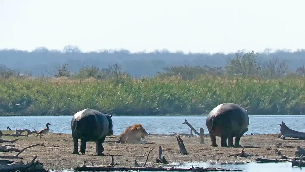 Dù cố gắng những voi và hà mã cũng không thể giúp gì được hơn.