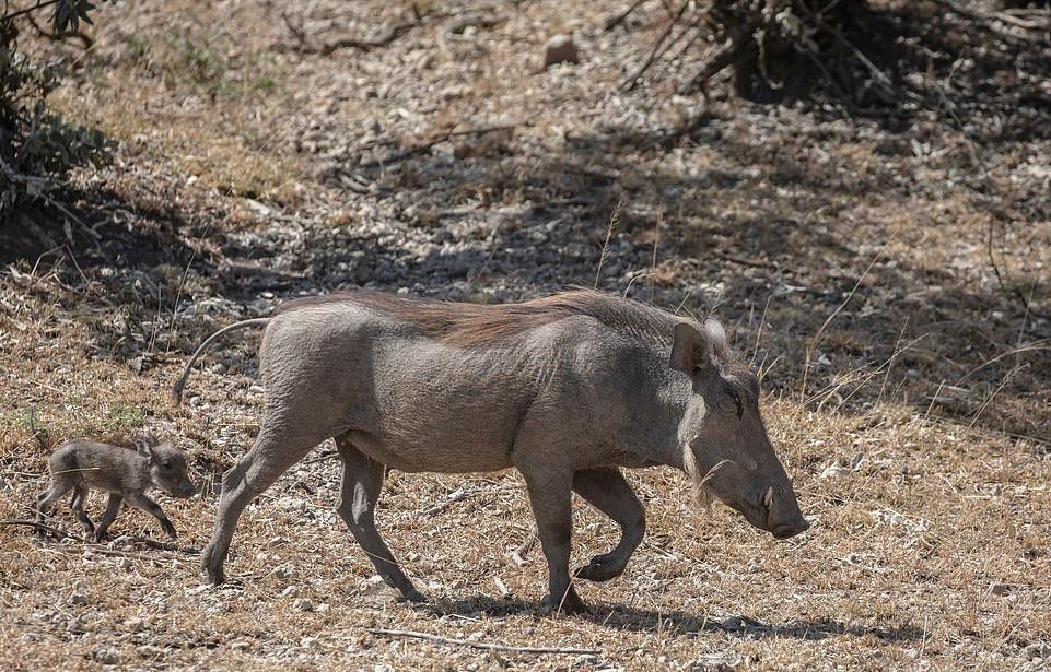 Lợn bướu mẹ và đàn con lọt vào tầm ngắm của báo hoa mai. Lợn bướu mẹ và đàn con lọt vào tầm ngắm của báo hoa mai.