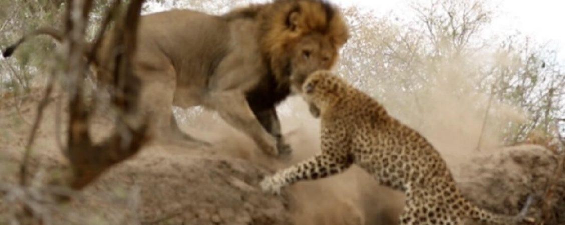 Con báo may mắn phi thân xuống dốc chạy kịp. Con báo may mắn phi thân xuống dốc chạy kịp.