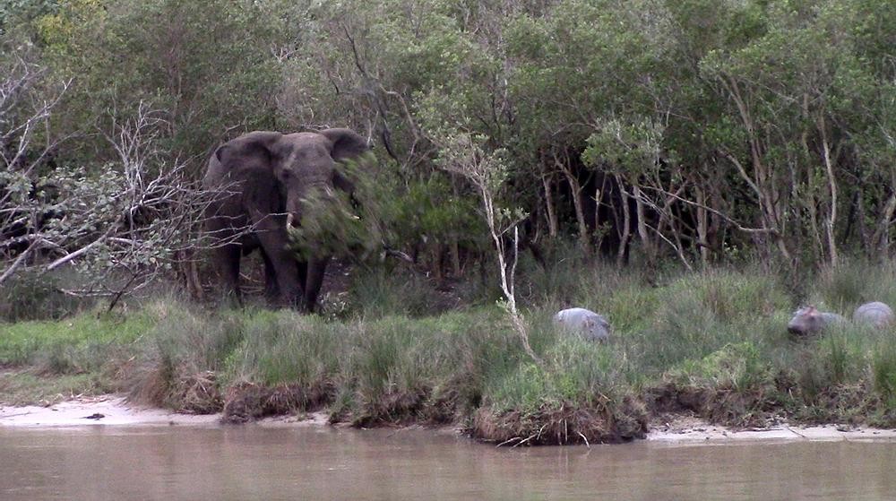 Voi làm gẫy cành cây khiến đàn hà mã giật nảy cả mình. Voi làm gẫy cành cây khiến đàn hà mã giật nảy cả mình.