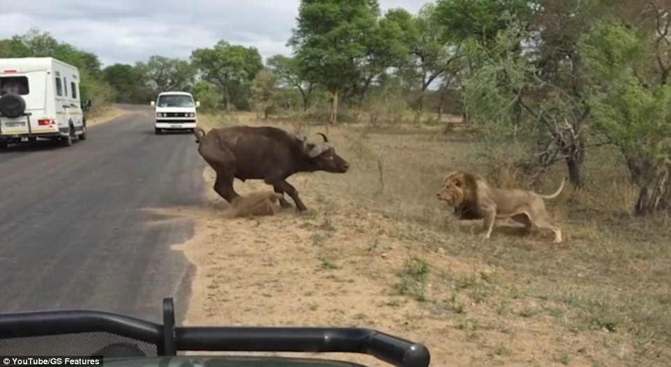 Con trâu cà nhắc liền lọt vào tầm ngắm của bầy sư tử.