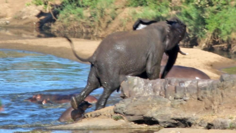 Đá cả vào người hà mã con, tuy nhiên điều đó là chưa đủ để cắt được "chiếc đuôi" khó chịu.
