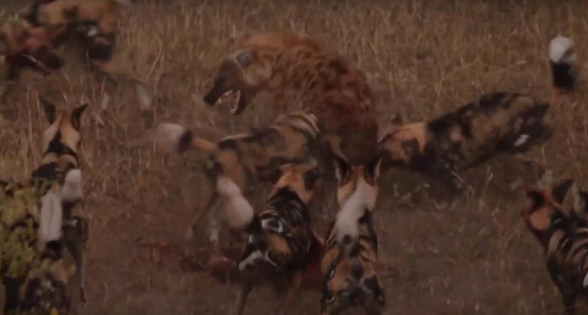 Con linh cẩu bị đàn chó hoang lao vào cấu xé. Con linh cẩu bị đàn chó hoang lao vào cấu xé.