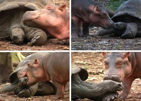 Tình bạn đáng mơ ước giữa các cụ động vật hà mã Owen và rùa Mzee 130 tuổi.