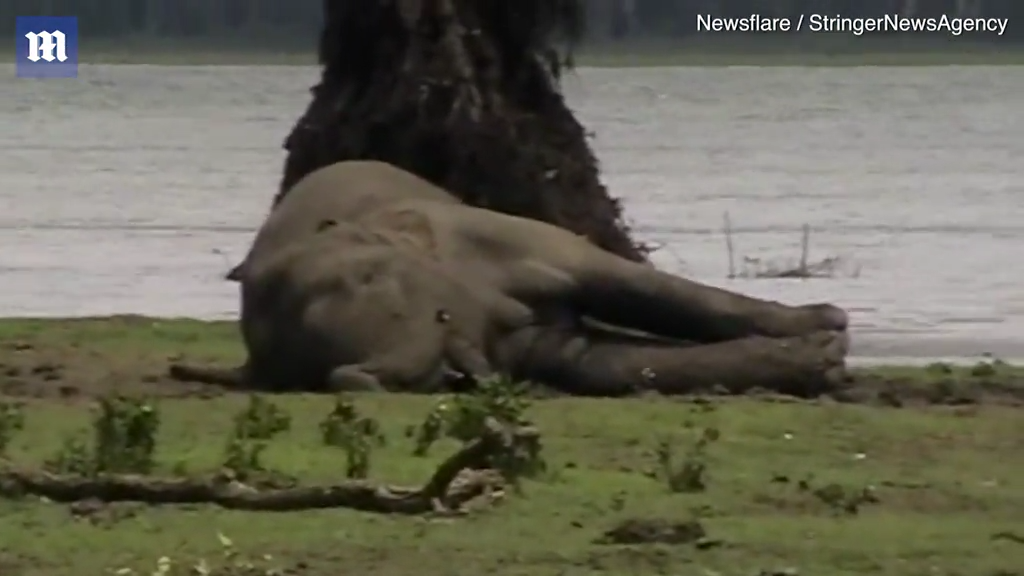 Xúc động khoảnh khắc đàn voi hơn 300 con tụ tập quanh xác chết con đầu đàn,  bảy tỏ lòng kính trọng | Tin nhanh chứng khoán