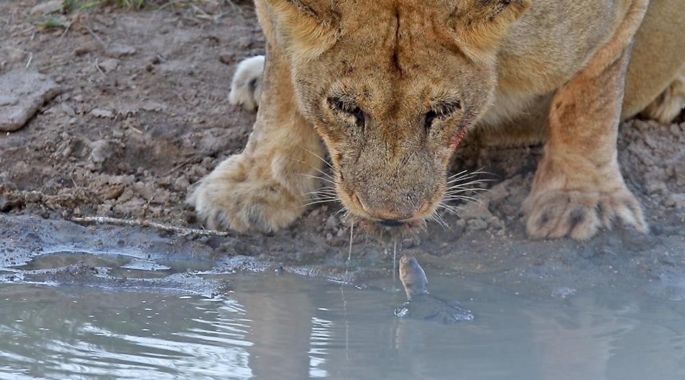 ...Rùa nhỏ còn quay sang "la lếm" sư tử cái. ...Rùa nhỏ còn quay sang "la lếm" sư tử cái.