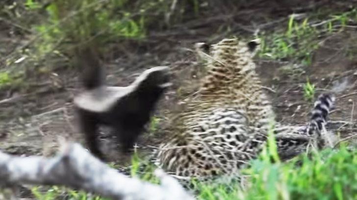 Đối mặt với loài thú săn mồi đáng sợ như báo hoa mai, lửng mật không hề sợ hãi mà còn chủ động tấn công trước.