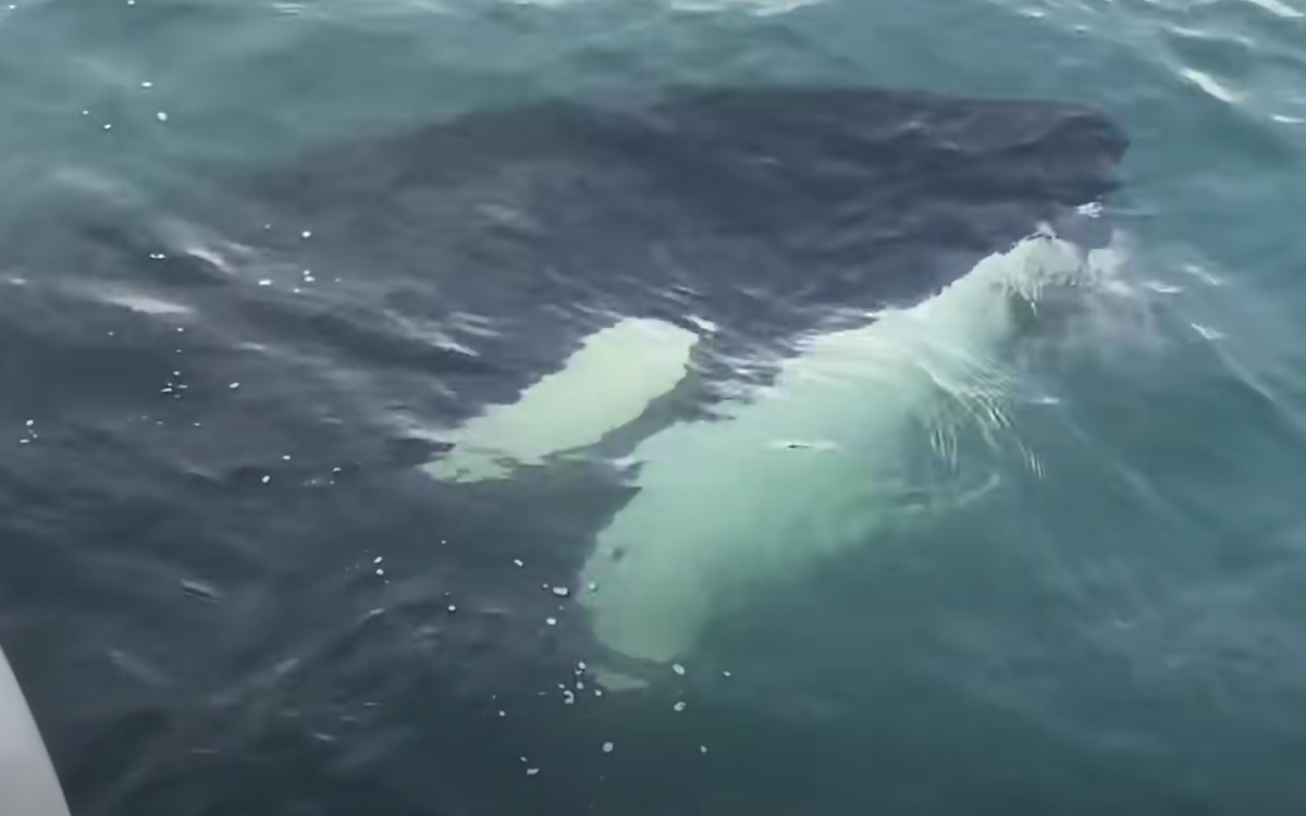 Cá voi sát thủ - kẻ săn mồi đáng sợ nhất trên đại dương bơi qua tàu của anh John Dornellas. Cá voi sát thủ - kẻ săn mồi đáng sợ nhất trên đại dương bơi qua tàu của anh John Dornellas.