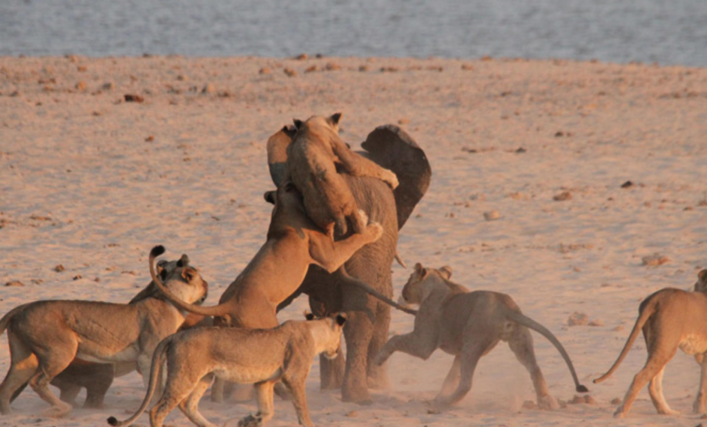 Mặc dù bị liên tiếp tấn công, con voi vẫn vững vàng, trụ vững trước đàn sư tử hung hãn. Mặc dù bị liên tiếp tấn công, con voi vẫn vững vàng, trụ vững trước đàn sư tử hung hãn.