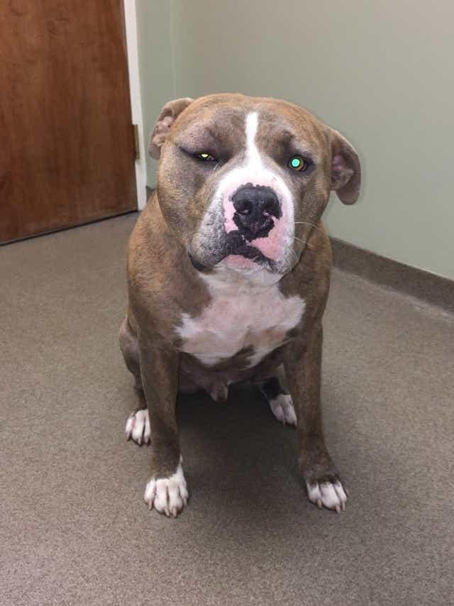 Và sự đánh đổi mà Arlo sẵn sàng hy sinh cho chủ nhân. Và sự đánh đổi mà Arlo sẵn sàng hy sinh cho chủ nhân.