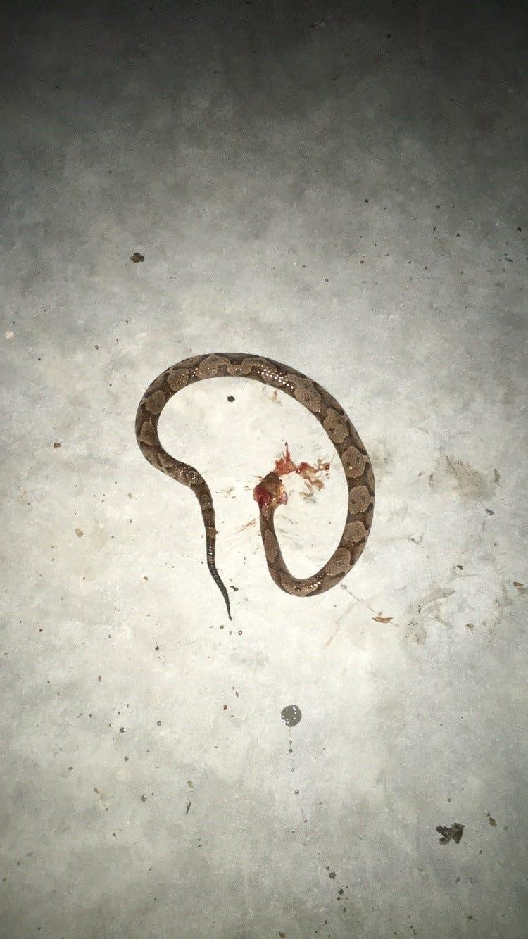 Để bảo vệ chủ nhân, chó Arlo đã không ngần ngại quyết chiến với con rắn độc. Để bảo vệ chủ nhân, chó Arlo đã không ngần ngại quyết chiến với con rắn độc.