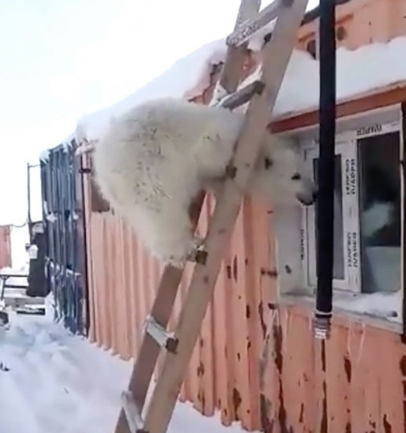 Leo lên cầu thang rồi sau đó đu cả người vào nhòm cửa sổ để tìm kiếm những người bạn của mình. Leo lên cầu thang rồi sau đó đu cả người vào nhòm cửa sổ để tìm kiếm những người bạn của mình.