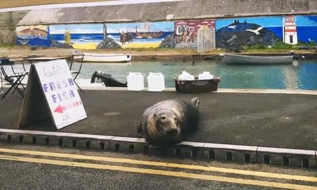 Không nhầm đâu, đây là hình ảnh một con hải cẩu vừa ngoi lên khỏi mặt nước và chuẩn bị sang đường.