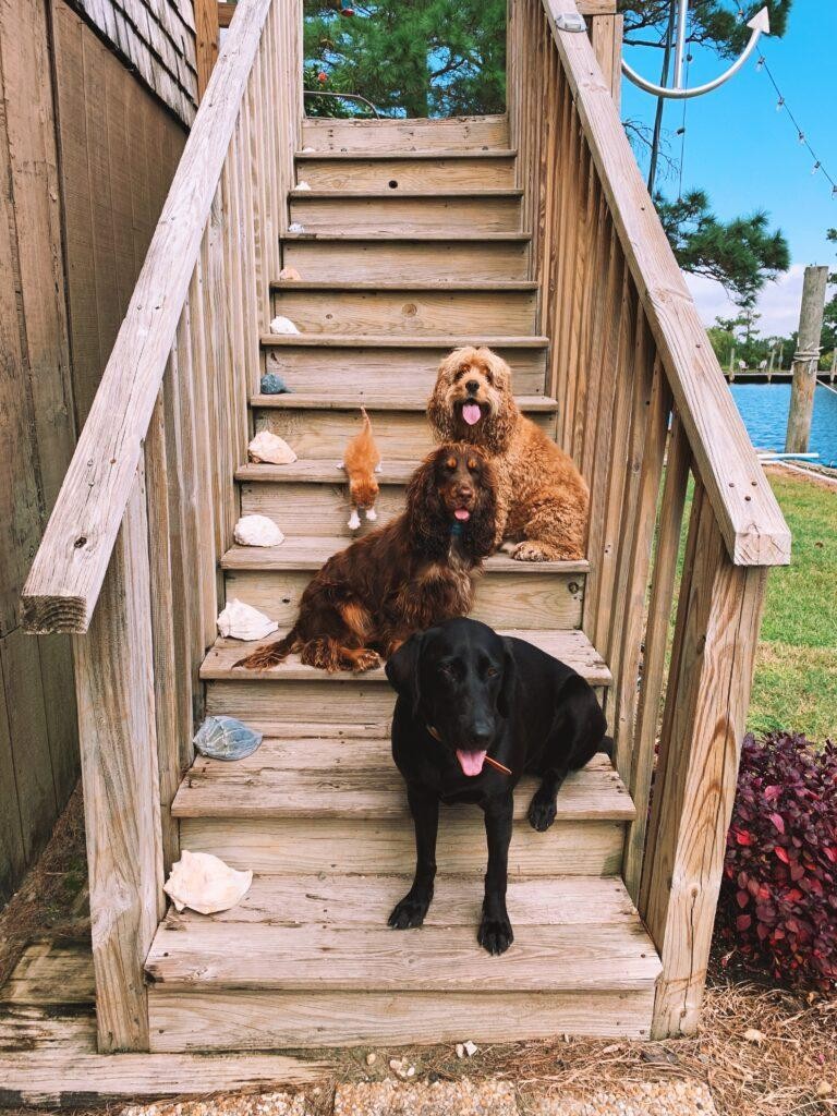 Marlin và 4 người chó anh, chị của nó. Marlin và 4 người chó anh, chị của nó.