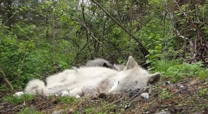 Hai chú sói đang say giấc nồng. Hai chú sói đang say giấc nồng.