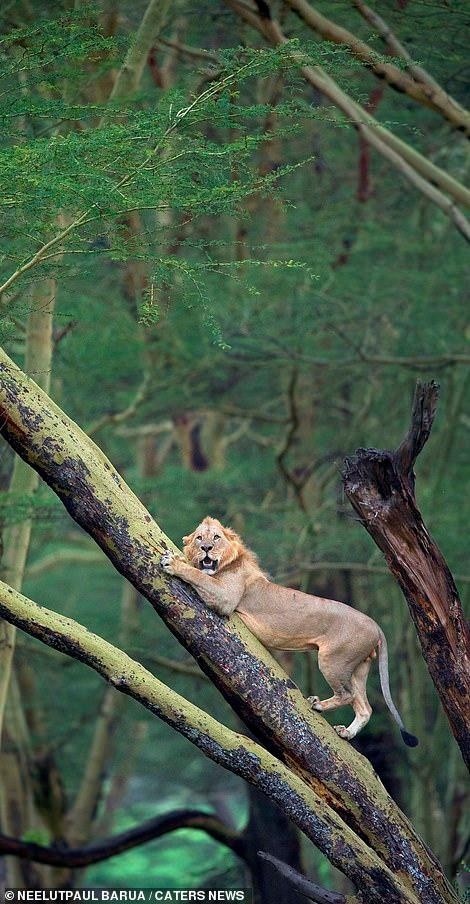 Sư tử sợ hãi đến độ phải nhảy lên cây để trốn chạy. Sư tử sợ hãi đến độ phải nhảy lên cây để trốn chạy.