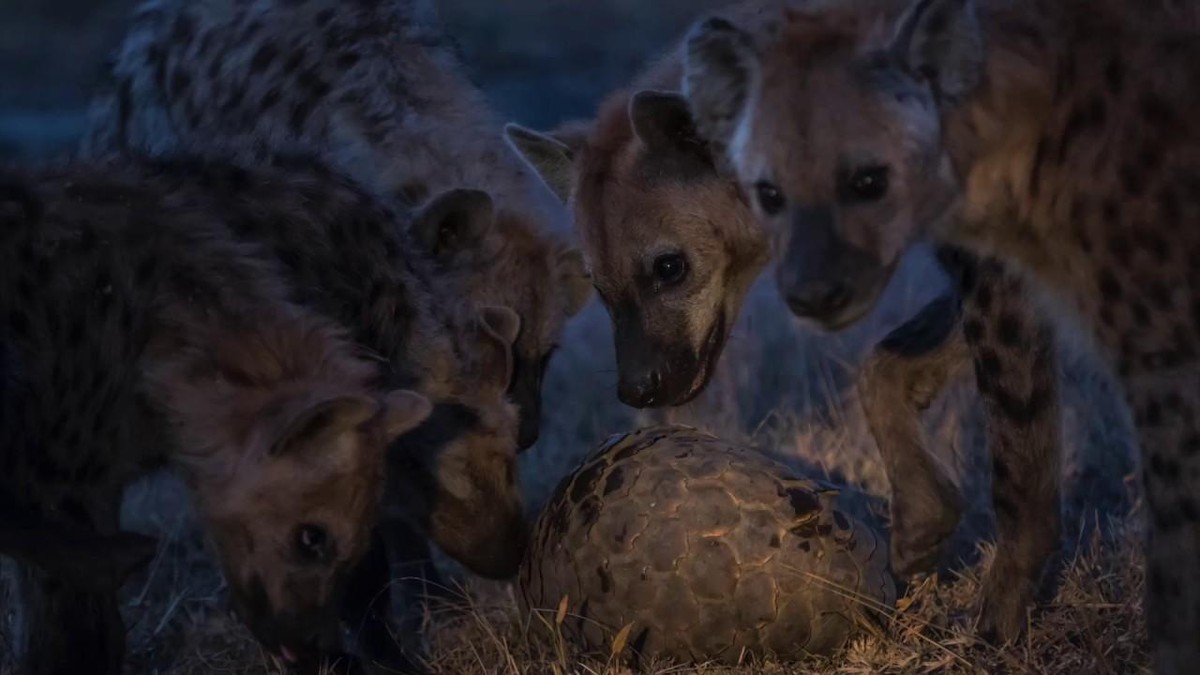 Nguyên cả bầy linh cẩu cũng không thể xuyên thủng được lớp vẩy cực chắc chắn của tê tê. Nguyên cả bầy linh cẩu cũng không thể xuyên thủng được lớp vẩy cực chắc chắn của tê tê.
