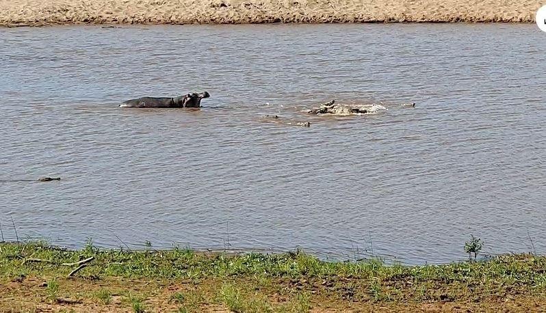 Hà mã sau khi thấy cá sấu săn được bò đã kéo đến tấn công. Hà mã sau khi thấy cá sấu săn được bò đã kéo đến tấn công.