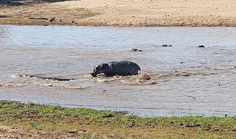 Cướp trắng trợn ngay trong miệng con cá sấu. Cướp trắng trợn ngay trong miệng con cá sấu.