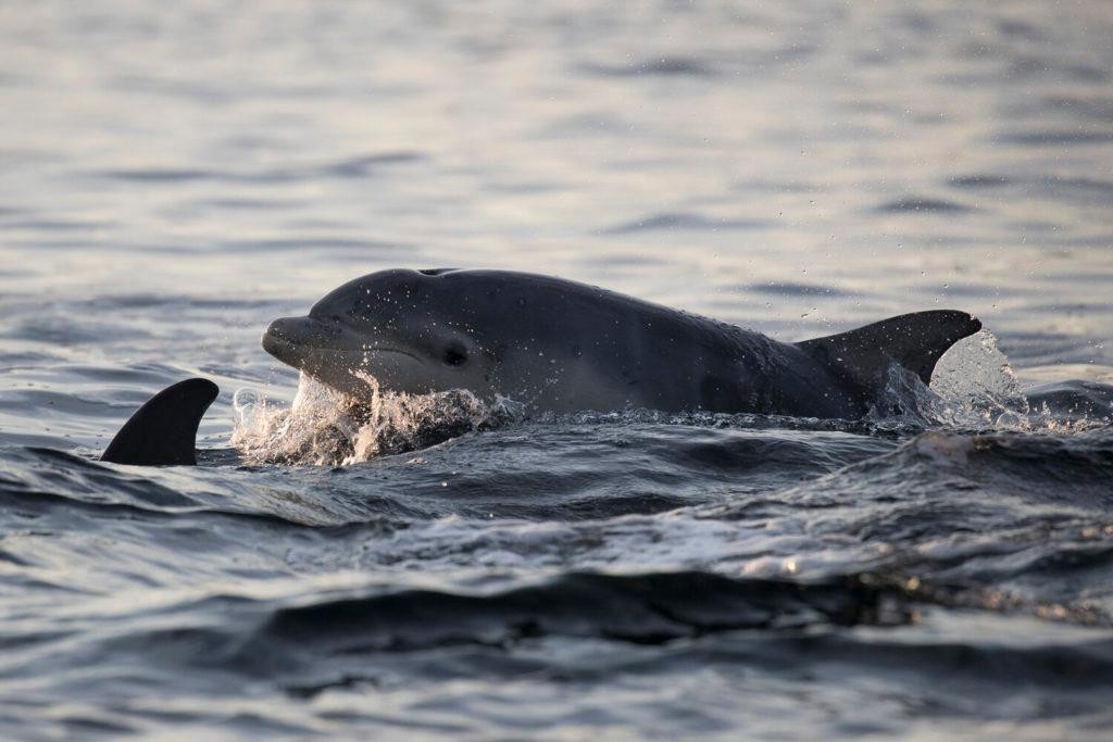 Đàn cá heo mũi chai phát hiện tại vùng vịnh Moray Firth. Đàn cá heo mũi chai phát hiện tại vùng vịnh Moray Firth.