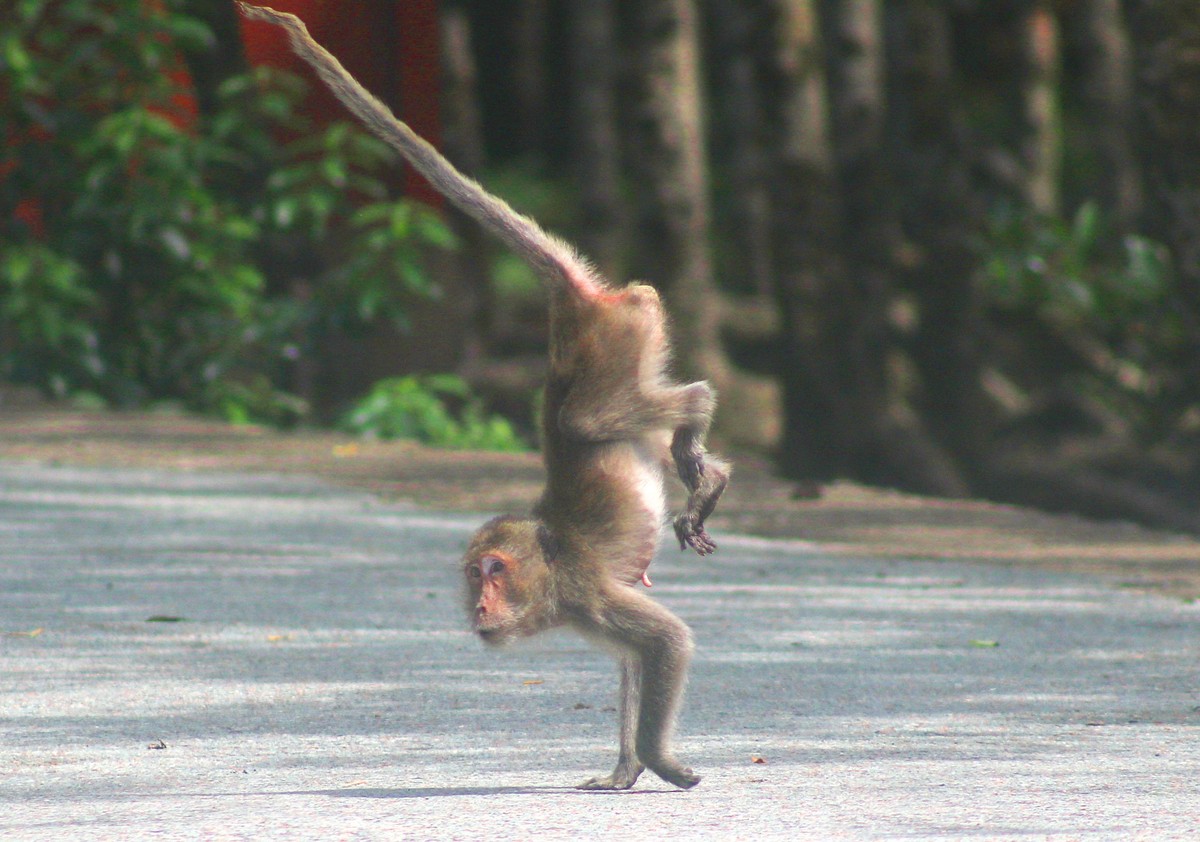 Xem những con khỉ biểu diễn xiếc ngẫu hứng.