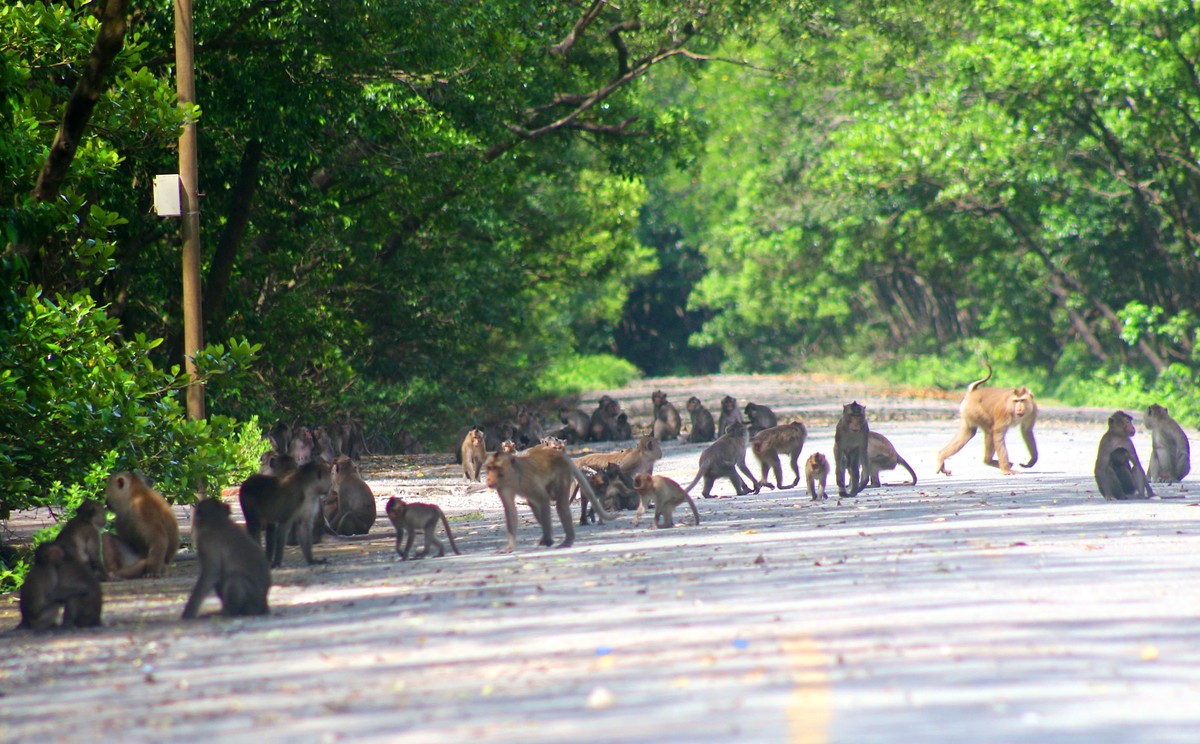 Đàn khỉ tại Cần Gio rất nghịch và dạn người.