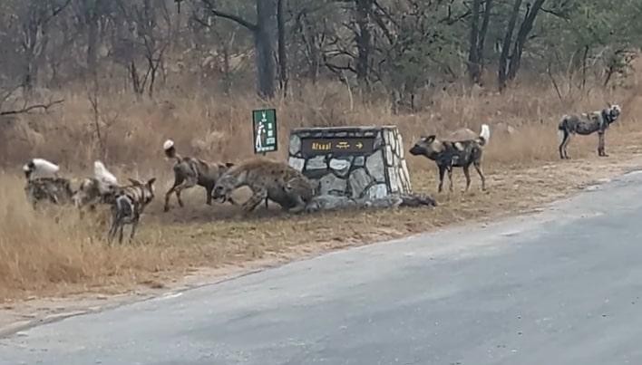 Con linh cẩu mẹ phải dựa vào bức tường mới có thể né tránh được các đòn tấn công của đàn chó hoang. Con linh cẩu mẹ phải dựa vào bức tường mới có thể né tránh được các đòn tấn công của đàn chó hoang.