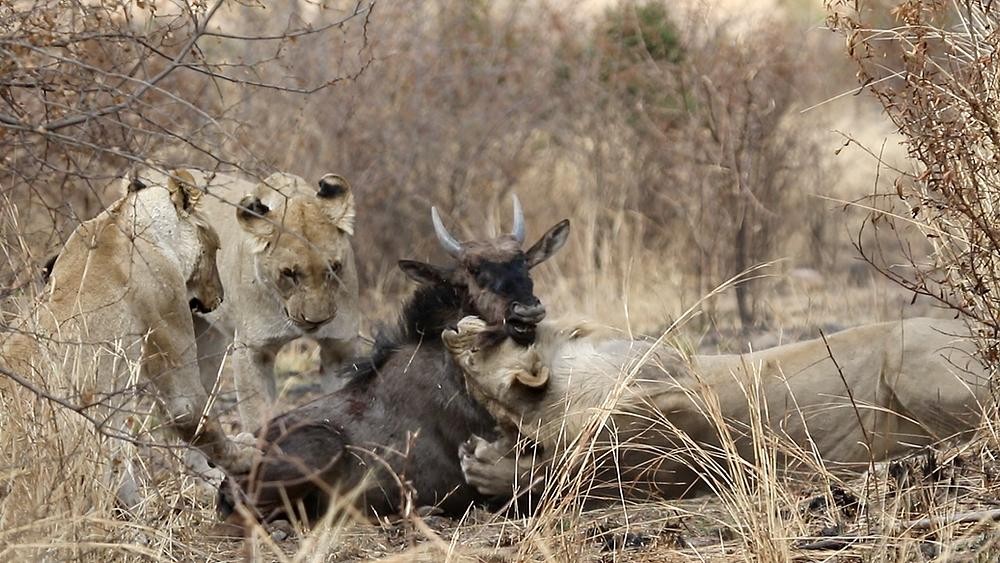 Mặc dù đã có lúc thoát được, tuy nhiên do vết thương quá nặng nên con linh dương không thể chạy được. Mặc dù đã có lúc thoát được, tuy nhiên do vết thương quá nặng nên con linh dương không thể chạy được.
