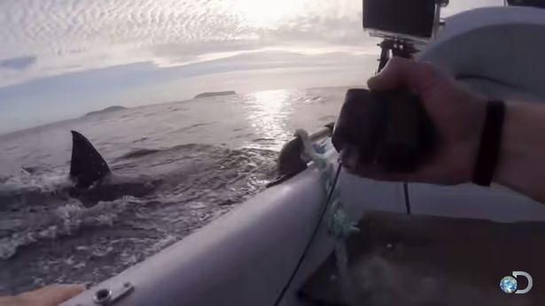 Con cá mập vây trắng lao đến tấn công chiếc cano. Con cá mập vây trắng lao đến tấn công chiếc cano.