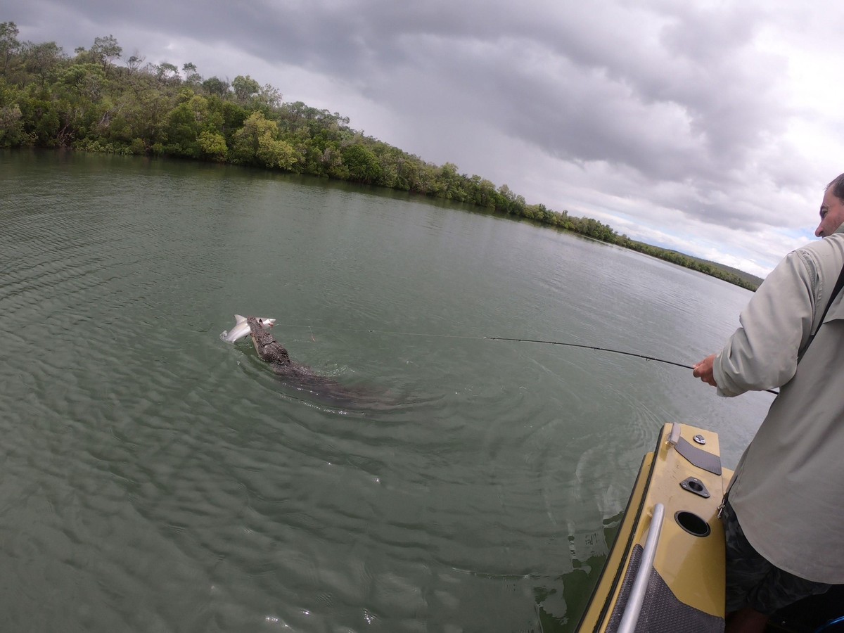 Một con cá sấu từ đâu xuất hiện cướp chiến lợi phẩm của những người đi câu.