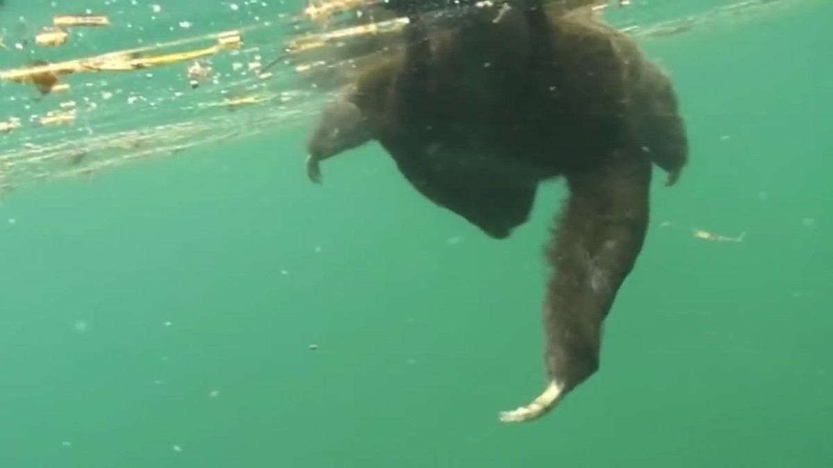 Sải tay dài là một lợi thế giúp loài lười có thể bơi nhanh hơn.