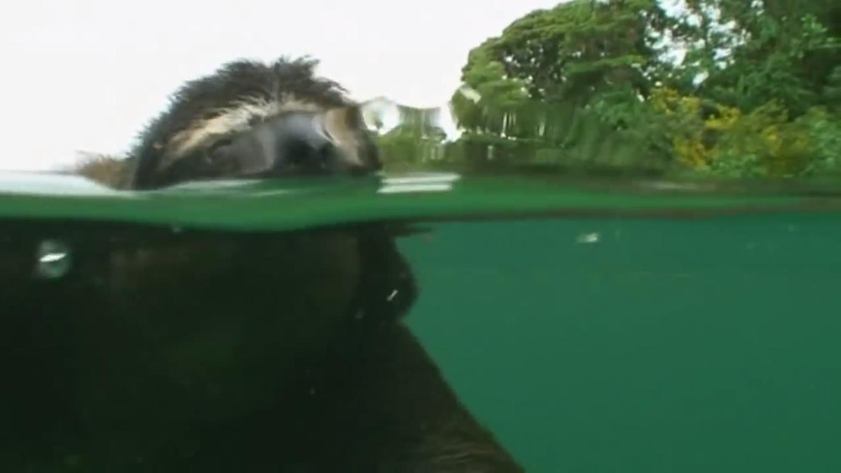 Dù trên cạn hay dưới nước thì loài lười vẫn giữ được khuôn mặt luôn vui tươi.