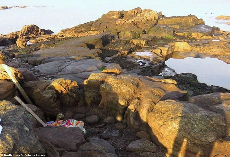 Một người nhanh trí đã gọi tổ chức Bảo vệ Hải cẩu để giúp nó. Một người nhanh trí đã gọi tổ chức Bảo vệ Hải cẩu để giúp nó.