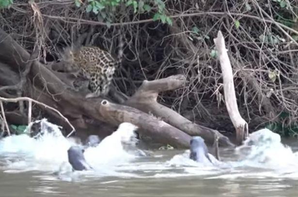 Con báo hốt hoảng chạy trốn trước sự chống cự mãnh liệt của bầy rái cá. Con báo hốt hoảng chạy trốn trước sự chống cự mãnh liệt của bầy rái cá.