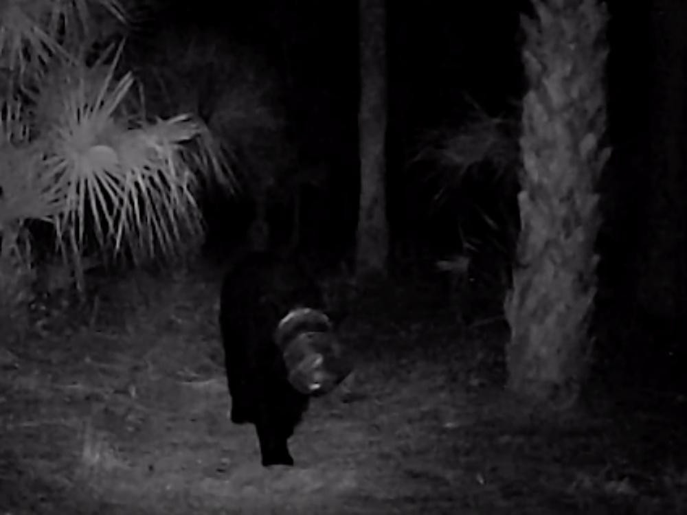 Camera ghi hình được chú gấu lúc vẫn đang bị mắc kẹt. Camera ghi hình được chú gấu lúc vẫn đang bị mắc kẹt.