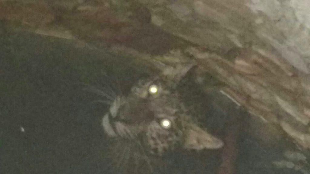 Mắt con báo sáng quắc trong chiếc giếng tối om. Mắt con báo sáng quắc trong chiếc giếng tối om.