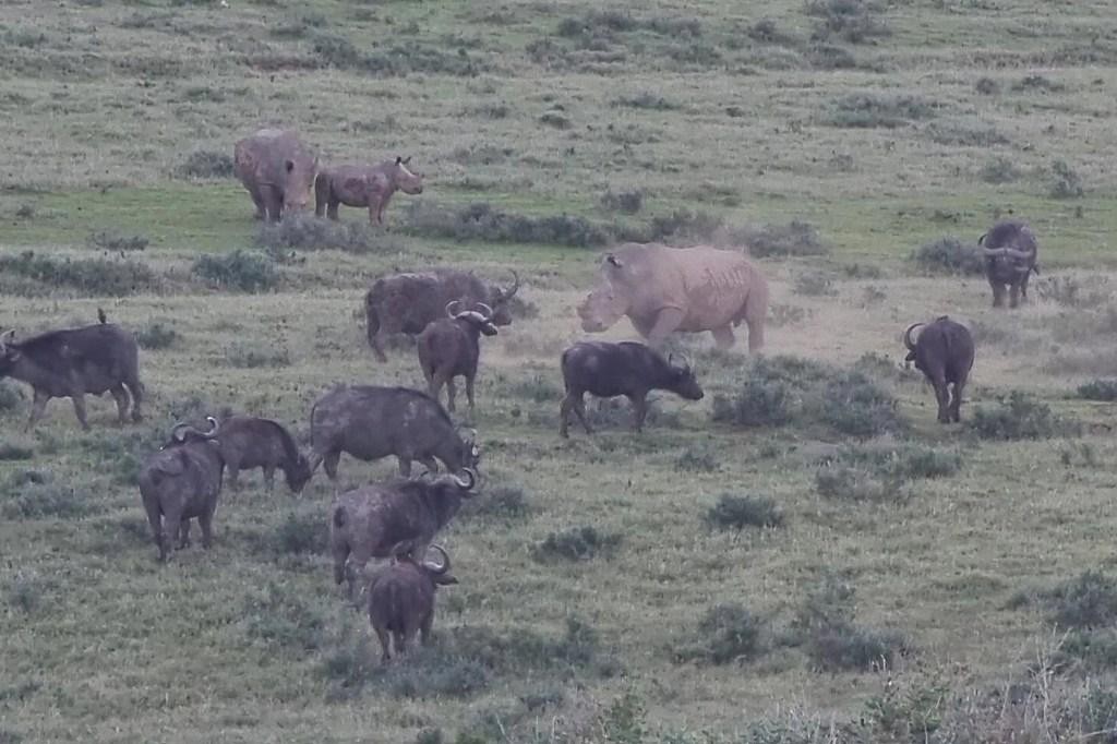 Cuộc chiến xảy ra vì gia đình nhà tê giác đã xâm phạm vào vùng lãnh thổ của bầy trâu. Cuộc chiến xảy ra vì gia đình nhà tê giác đã xâm phạm vào vùng lãnh thổ của bầy trâu.