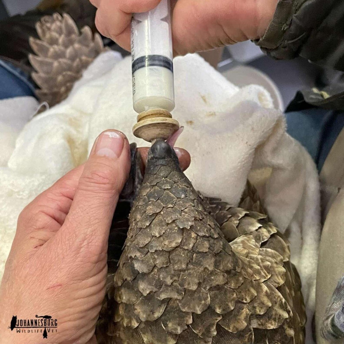 Stevie khi còn nhỏ chỉ uống được loại sữa được pha chế bởi công thức đặc biệt.