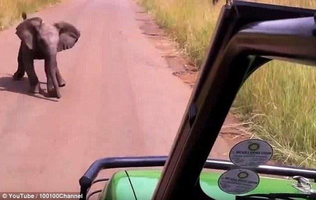 Hay làm lại lần nữa cho lũ đó biết ai mới là chủ nhân của vùng đất này nhỉ! Hay làm lại lần nữa cho lũ đó biết ai mới là chủ nhân của vùng đất này nhỉ!