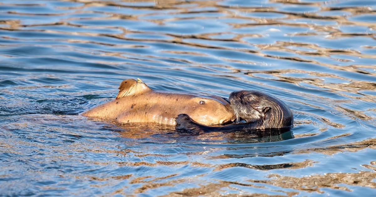 Vừa ôm nhau lại còn vừa giống như đang bón cho nhau ăn. Vừa ôm nhau lại còn vừa giống như đang bón cho nhau ăn.