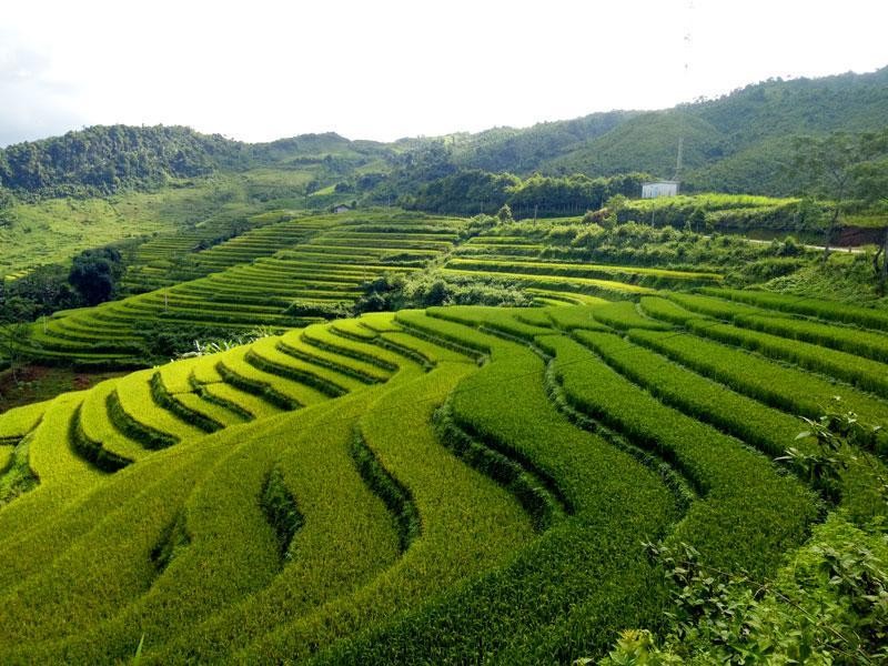 Ruộng bậc thang trên cao nguyên Mù Là.