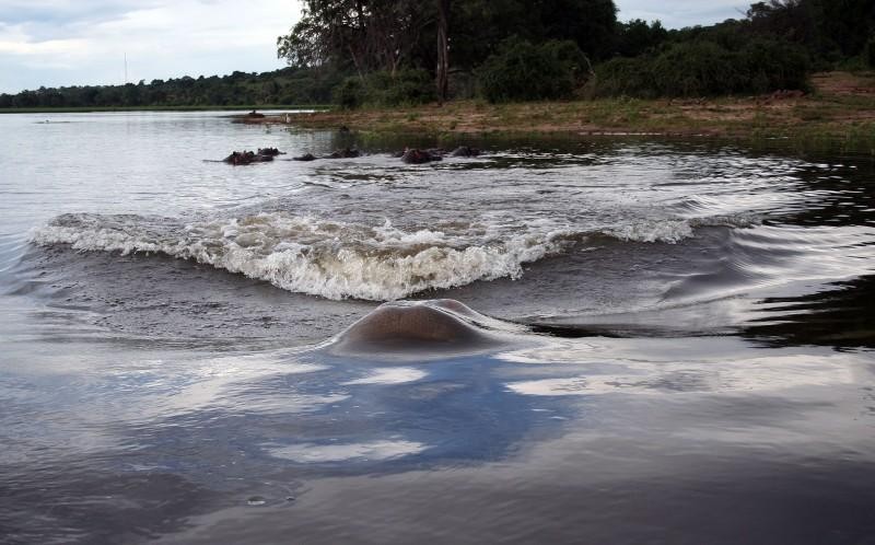 Con hà mã mẹ phi thân, phóng thẳng vào đoàn tàu. Con hà mã mẹ phi thân, phóng thẳng vào đoàn tàu.